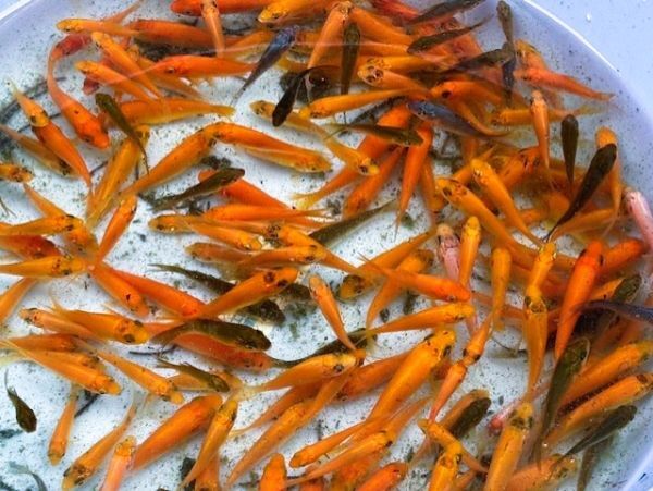 ★錦鯉 からし黄金他 ミックス稚魚 30匹セット ★拍卖