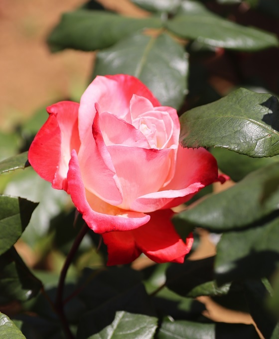 送料無料 画像 データ バラ ROSE ローズ 花 Flower photo photography拍卖