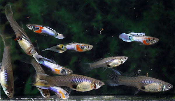 【サイトウ・グッピー】(706)ブルースターピンテールの仔 オス5匹、メス6匹拍卖