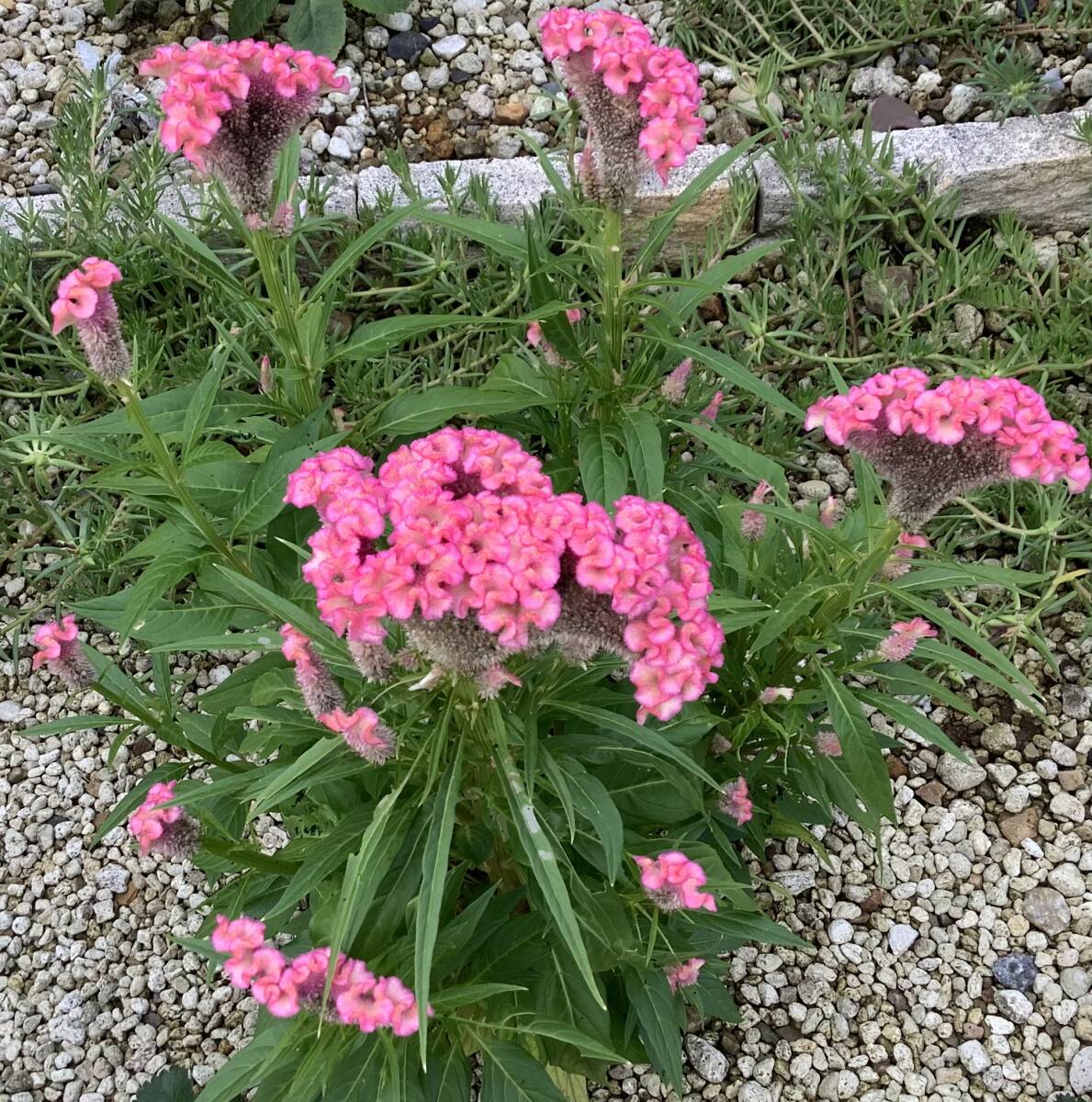 種 ありふれた普通一般的な ケイトウ 30粒 自家採取 ピンクもしくは赤色拍卖