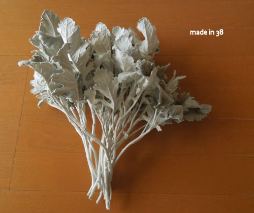 ドライフラワー シロタエギク シャビー シルバーリーフ拍卖