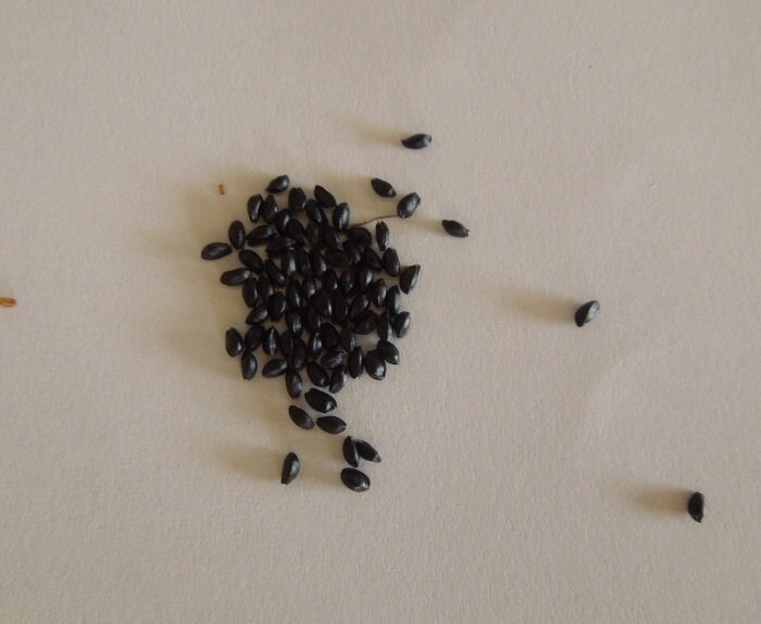 種 オダマキ 30粒 自家採取 拍卖