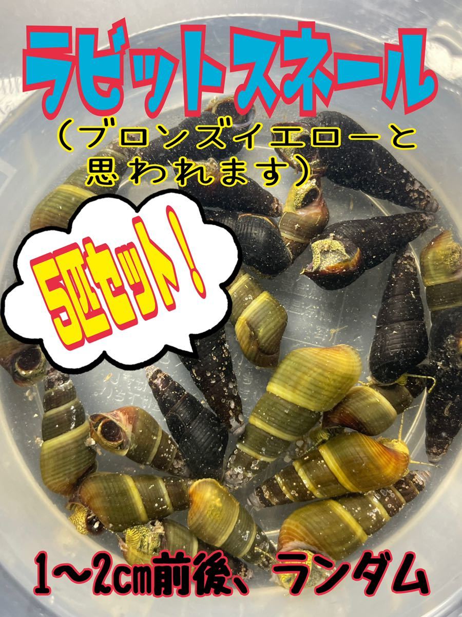 【5匹セット】ラビットスネール(ブロンズイエロー?)サイズ1〜2cm程からランダム 【SNSフォロワー、リポストで+2匹サービス】拍卖