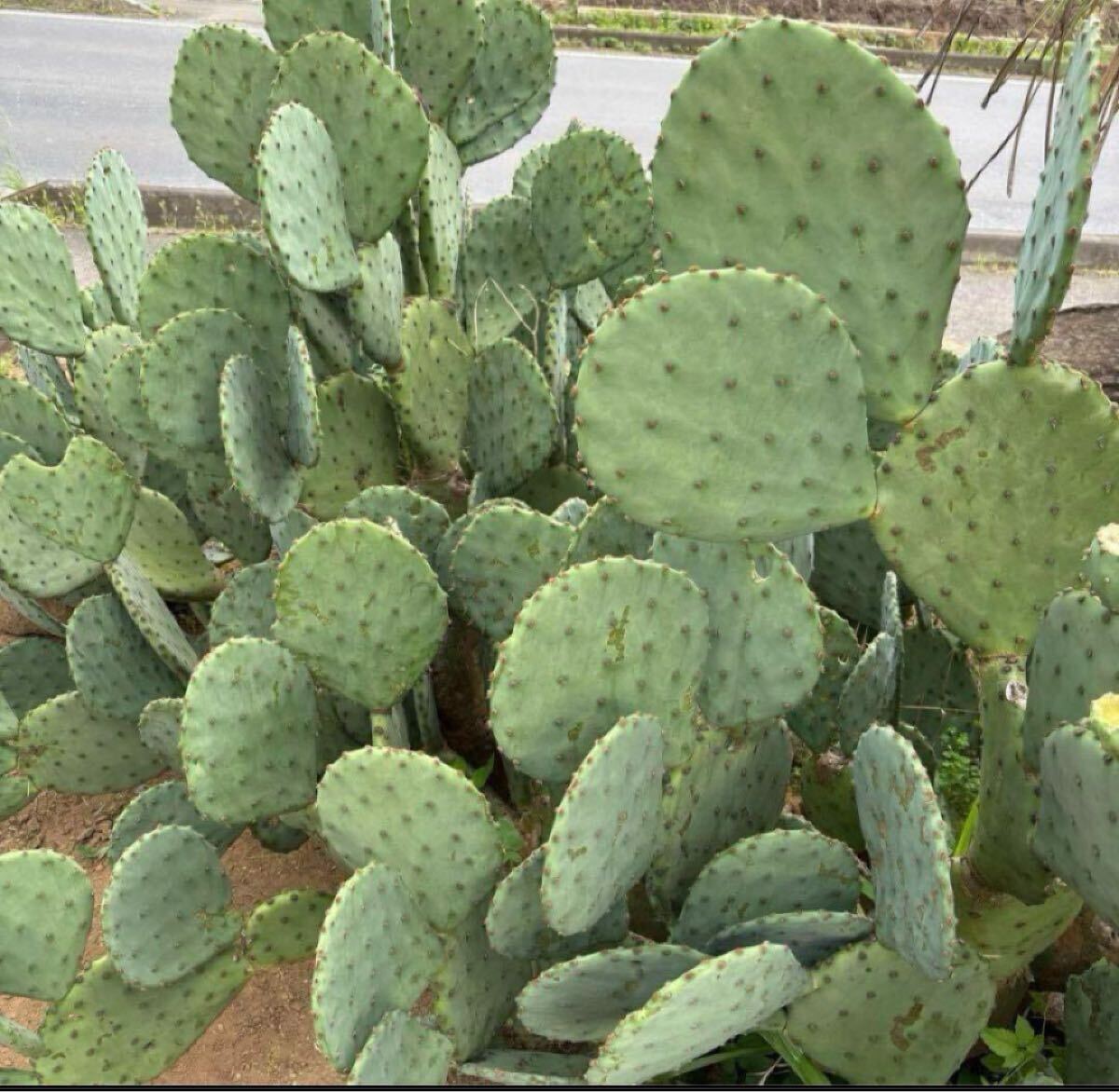 うちわサボテン 大丸盆シルバーグリーン60サイズまとめ売りシンボルツリー観葉植物拍卖