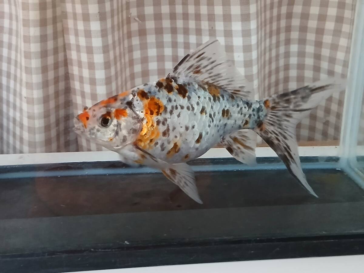 銀鱗朱文金B 朱文金 二歳魚 鑑賞魚 国産 長尾養魚場産 金魚 弥富金魚 拍卖