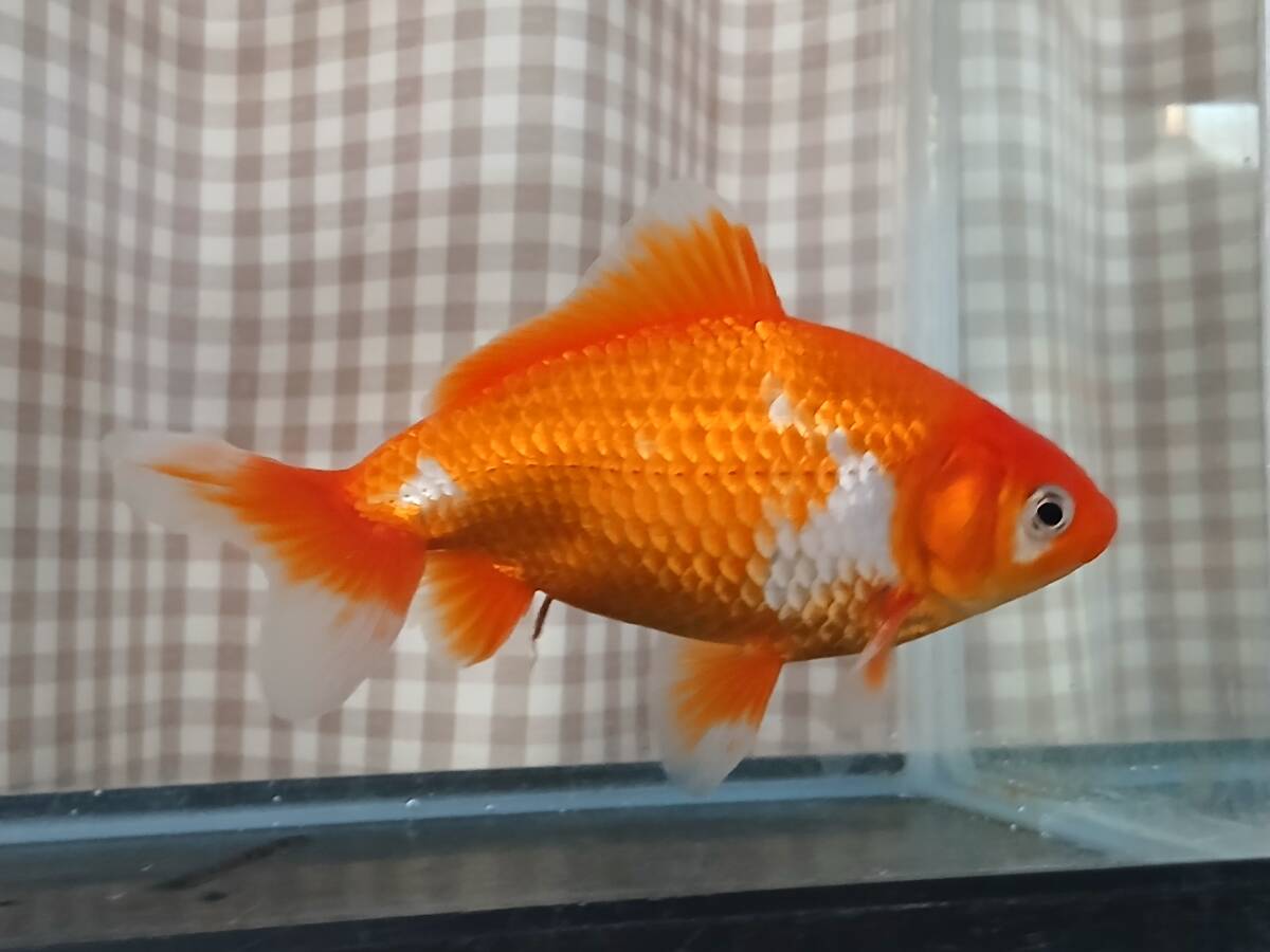 更紗和金 四ツ尾 二歳魚 鑑賞魚 国産 なおちん金魚産 金魚 弥富金魚 拍卖