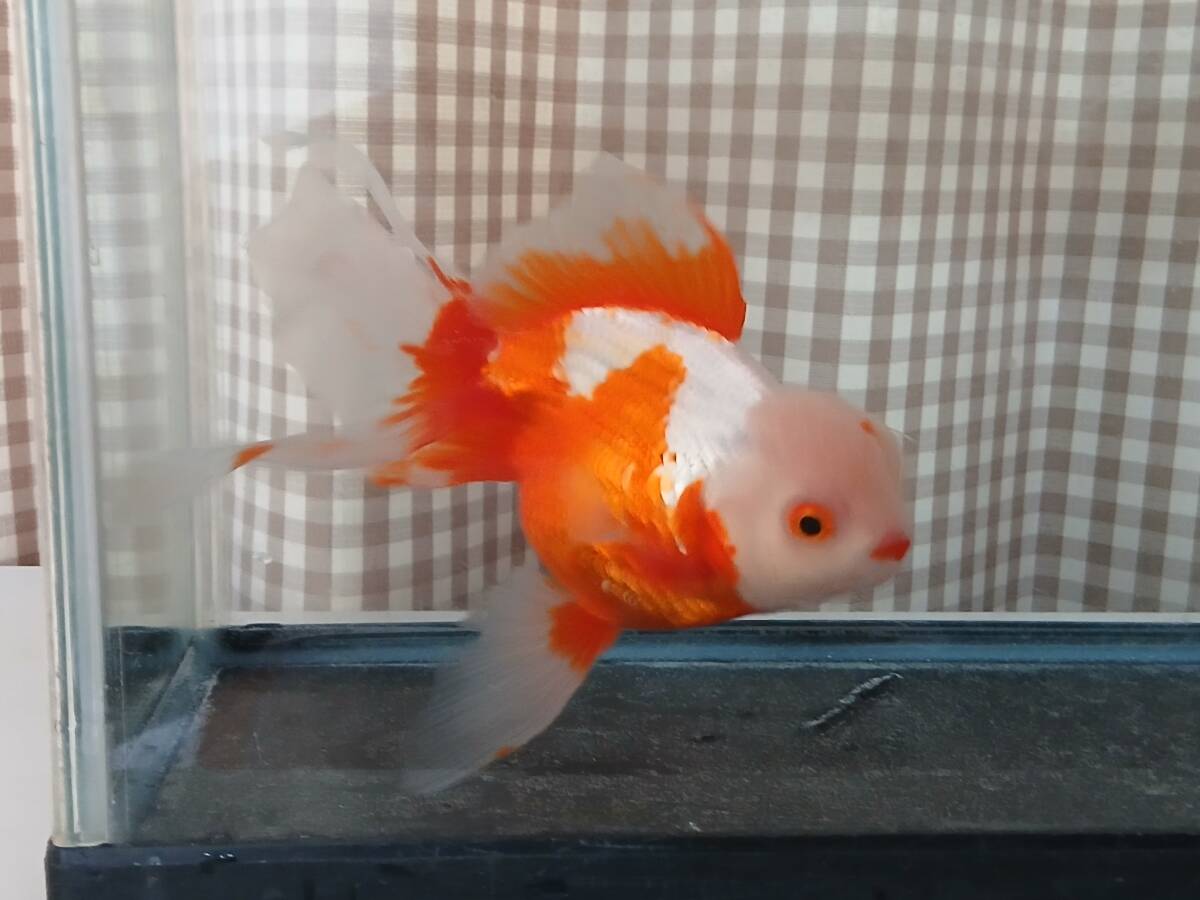 更紗オランダ獅子頭A 上物 二歳魚 鑑賞魚 国産 金魚拍卖