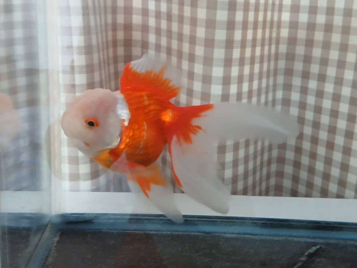 更紗オランダ獅子頭B 上物 二歳魚 鑑賞魚 国産 金魚拍卖