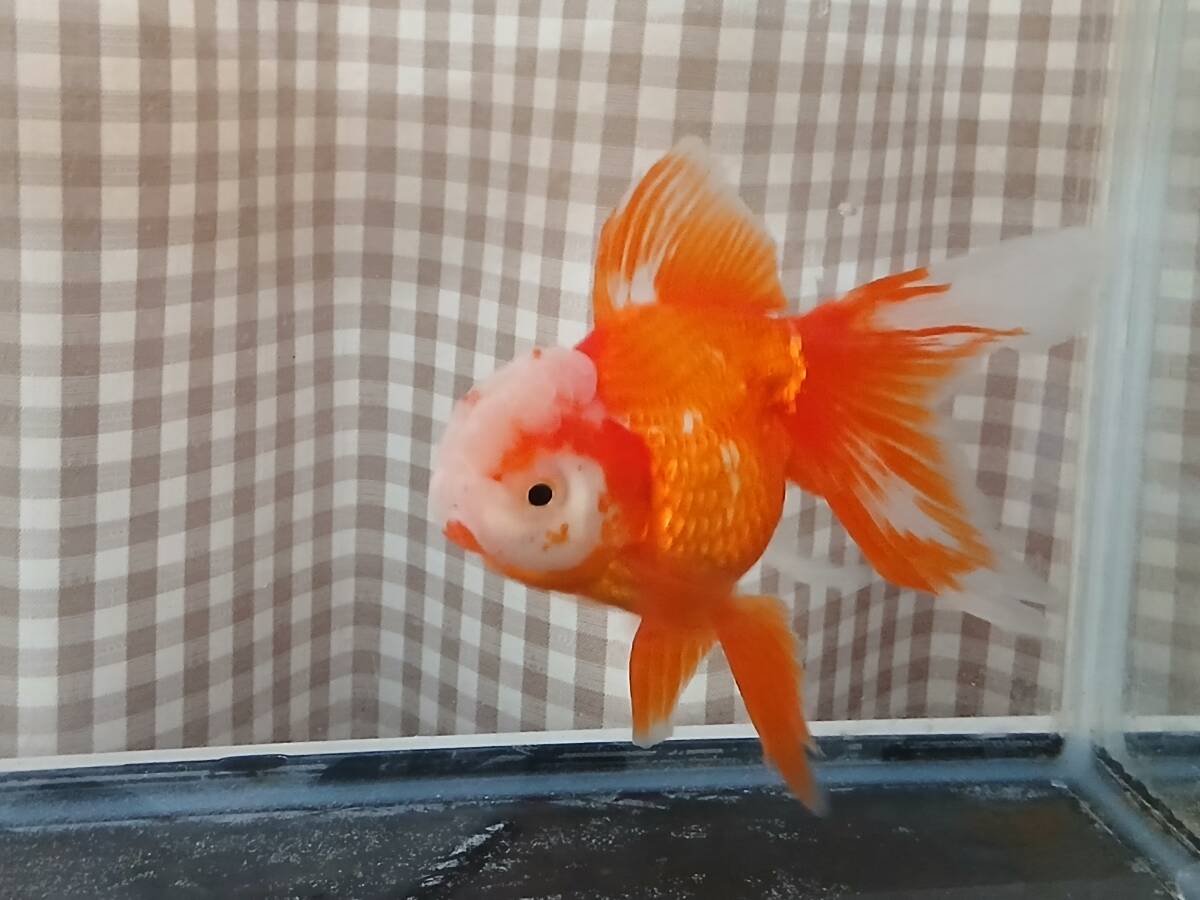 更紗オランダ獅子頭C 上物 二歳魚 鑑賞魚 国産 金魚拍卖