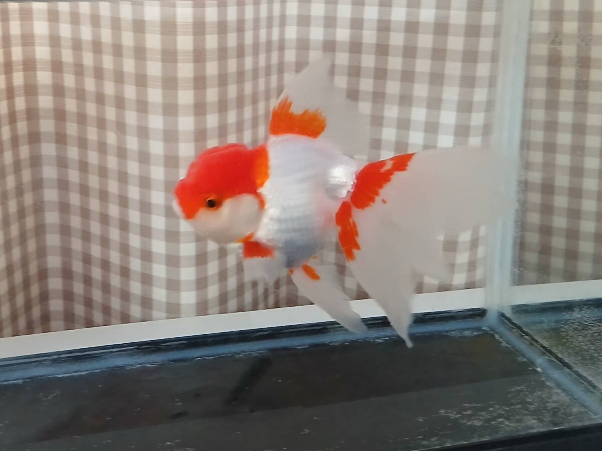 更紗オランダ獅子頭D 上物 二歳魚 鑑賞魚 国産 金魚拍卖