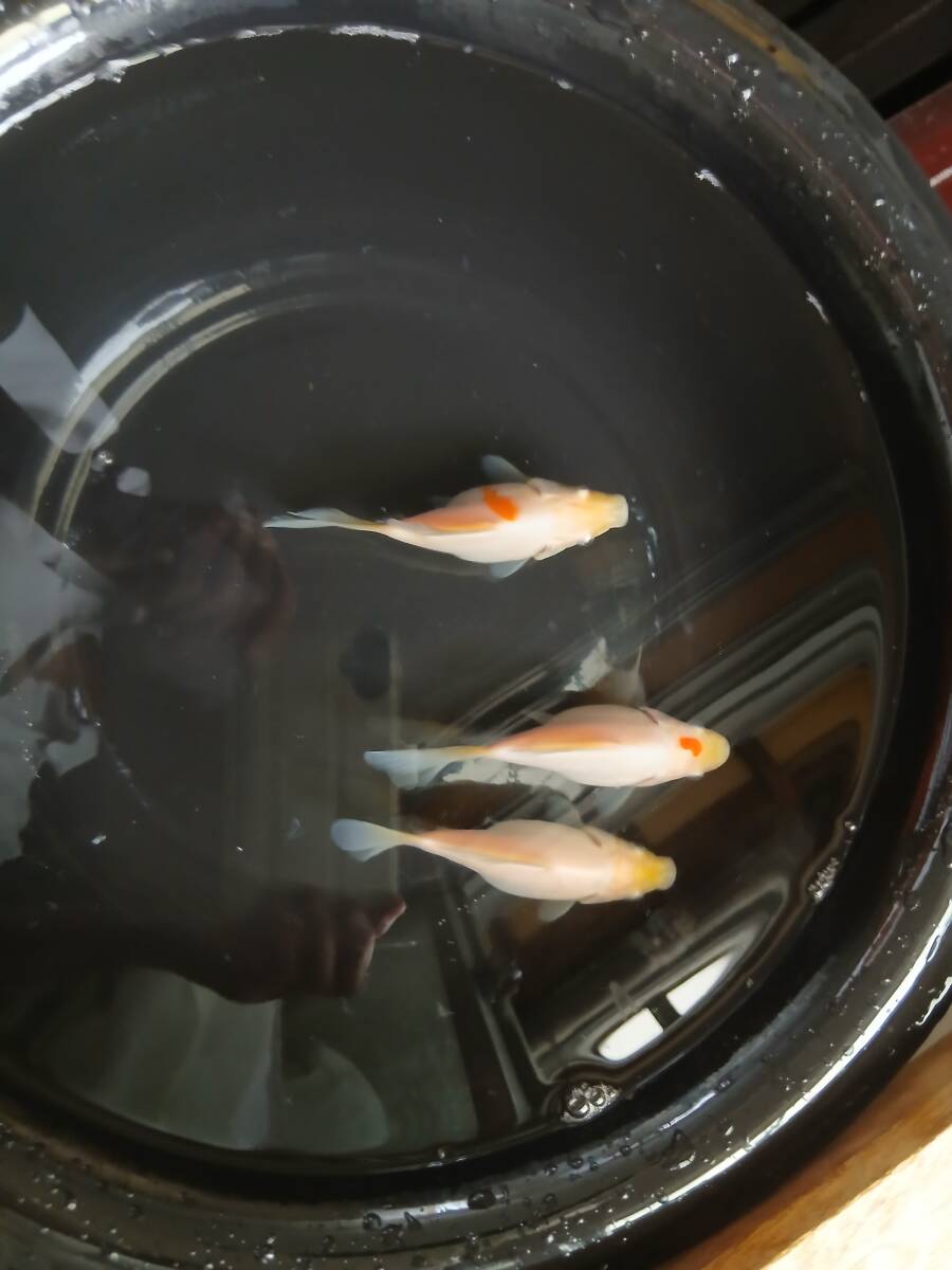 玉サバ 3匹セット 鑑賞魚 国産 金子養鯉場系統 愛知産 金魚 拍卖