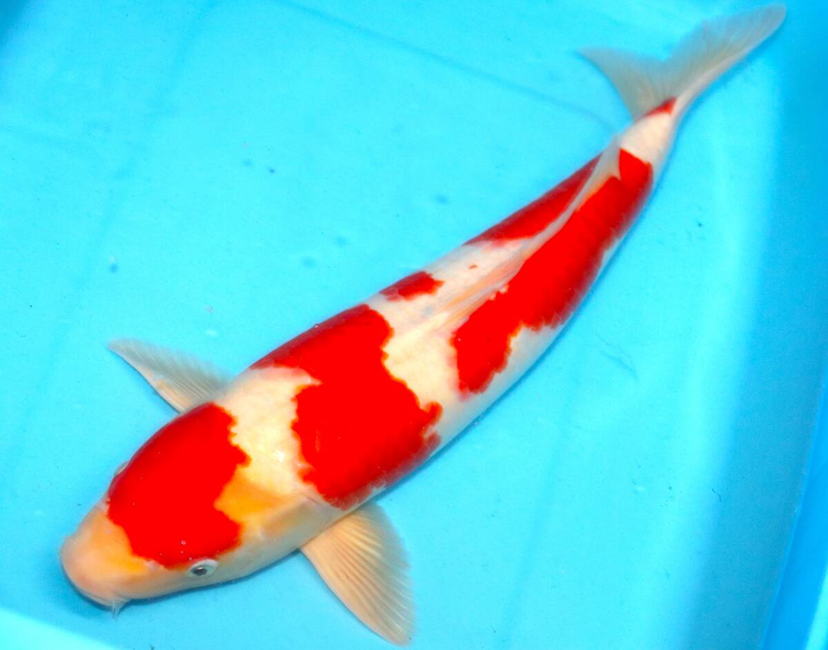 ☆妙高錦鯉 格安3歳魚市 17-4 紅白 51センチ 優良個体☆拍卖