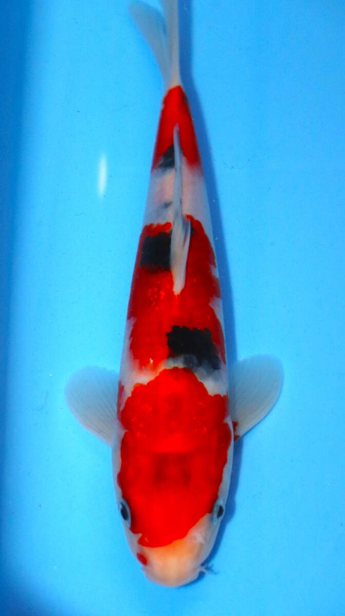 ☆妙高錦鯉 格安2歳魚市 19-3 大正三色 27センチ 優良個体☆拍卖