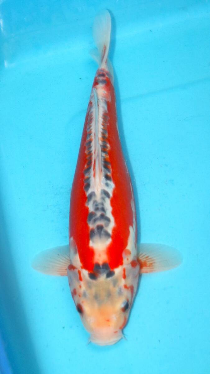 ☆妙高錦鯉 格安2歳魚市 17-7 秋翠 39センチ 優良個体☆拍卖