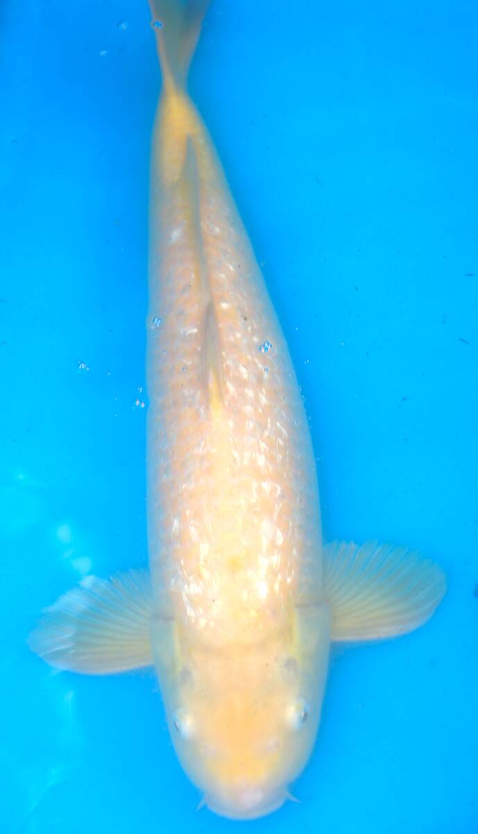 ☆妙高錦鯉 丸誠養魚場産地直送立て鯉市 9-57 銀鱗からし鯉 48センチ 優良個体☆拍卖