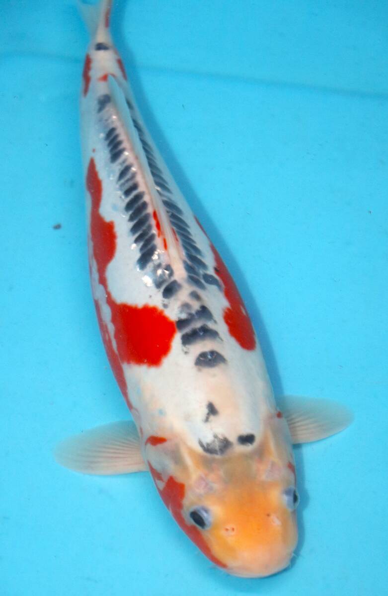 ☆妙高錦鯉 格安2歳魚市 17-8 秋翠 36センチ 優良個体☆拍卖