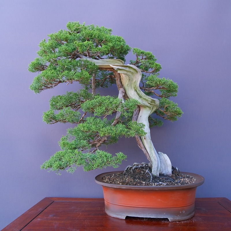 (株)一樹園 山採り糸魚川真柏 大品盆栽/樹齢40年拍卖