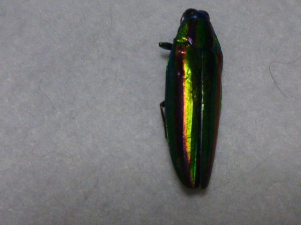 ◎◎☆標本 タマムシ 神奈川県産 送料230円☆◎◎拍卖