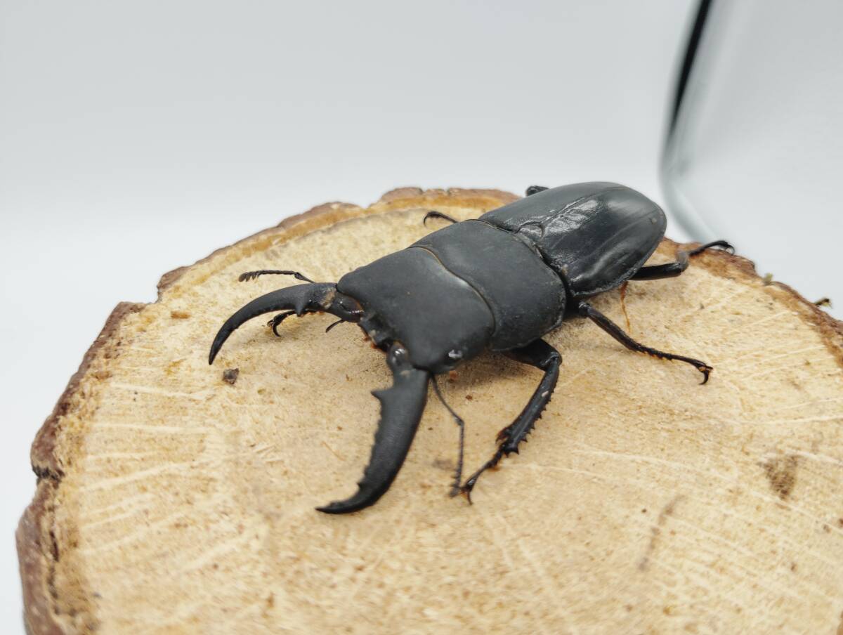 < B >トカラ列島 小宝島産 タカラヒラタクワガタ 成虫 オス・メス(メスは2匹)ペア ♂ 55mm ♀ 40mm・39mm 拍卖