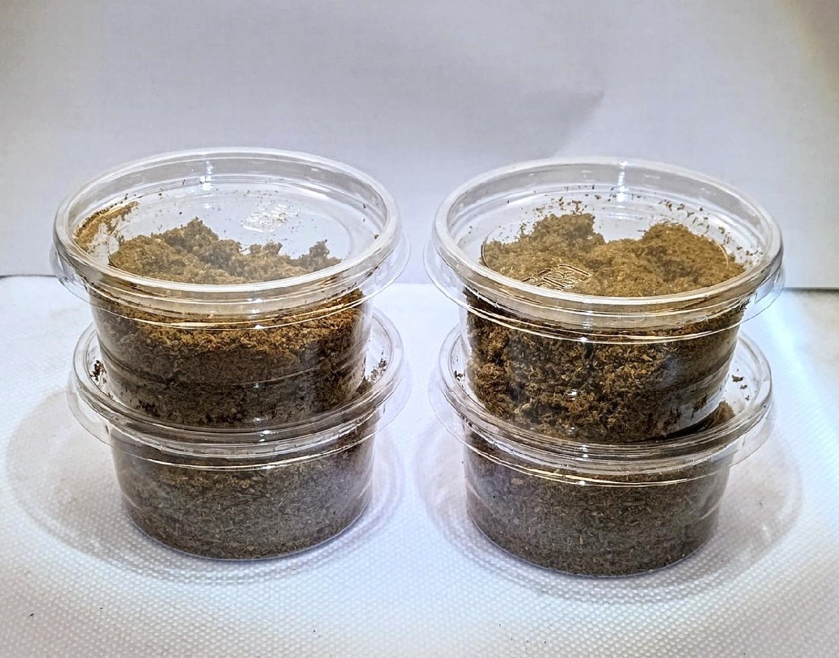 能勢産オオクワガタ 幼虫4頭!(875×530)№6拍卖