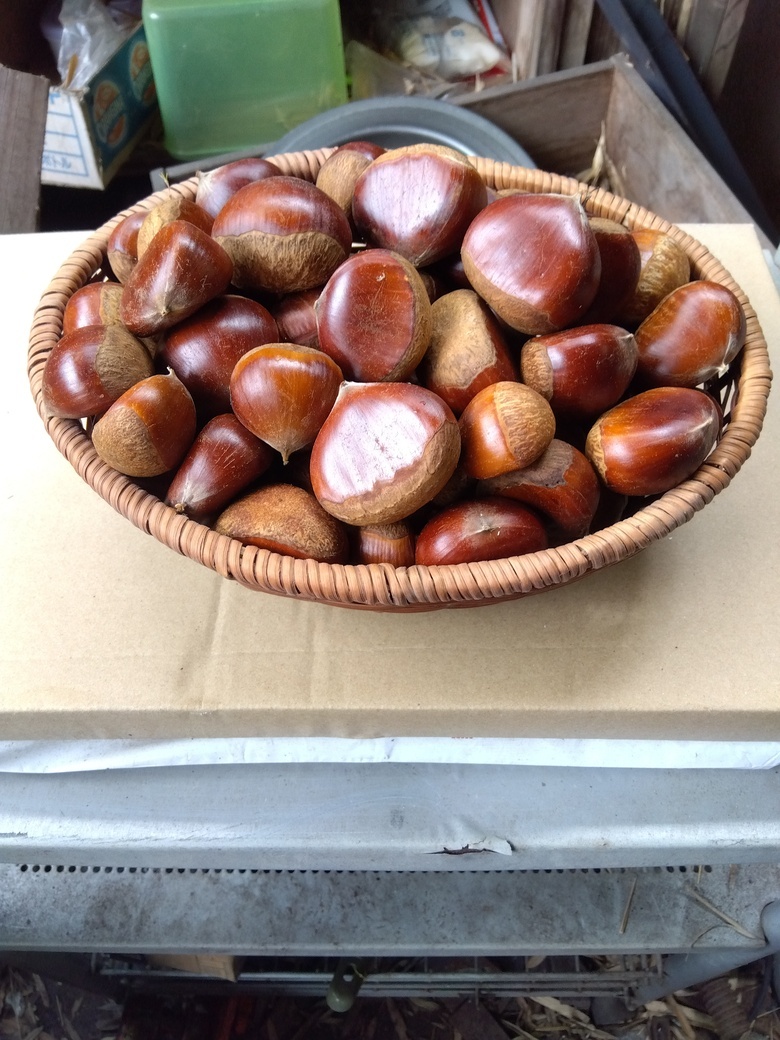 【栗 3kg(3.3kg)】M~3L ♪送料無料♪拍卖
