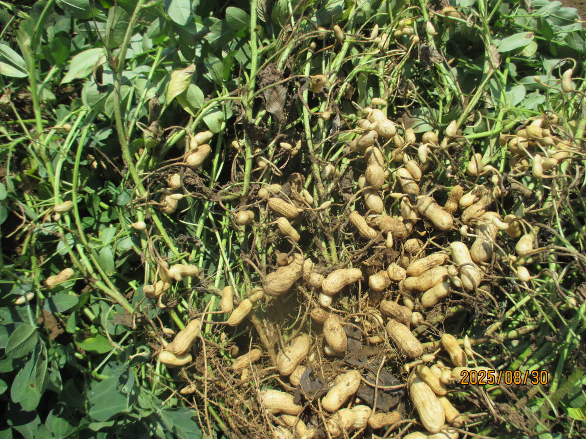 埼玉県産、無農薬栽培、おおまさり、生落花生、1kg即決送料込み1800円拍卖