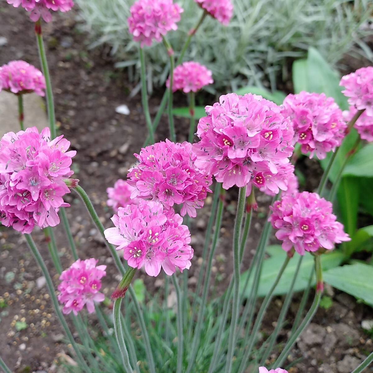 アルメリアの種30粒拍卖