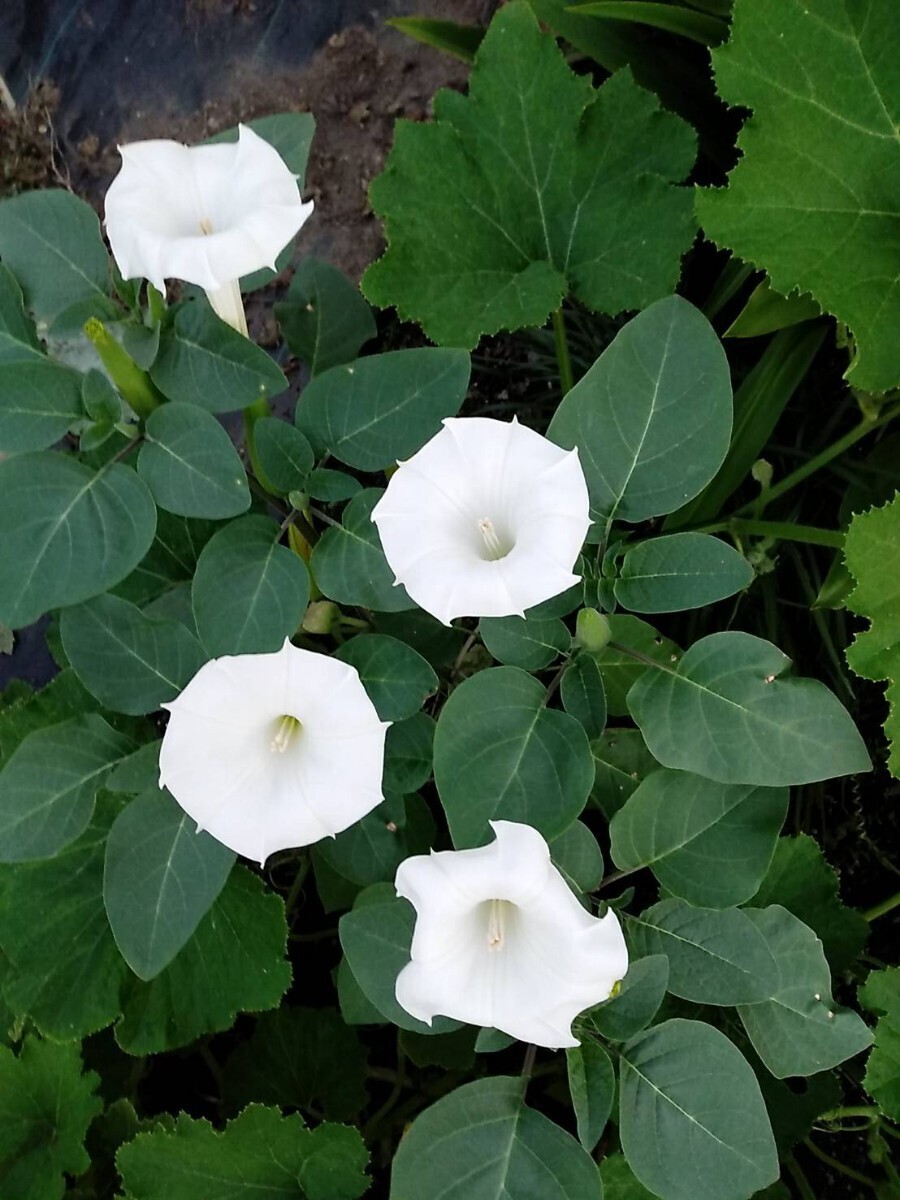 チョウセンアサガオの種100粒拍卖