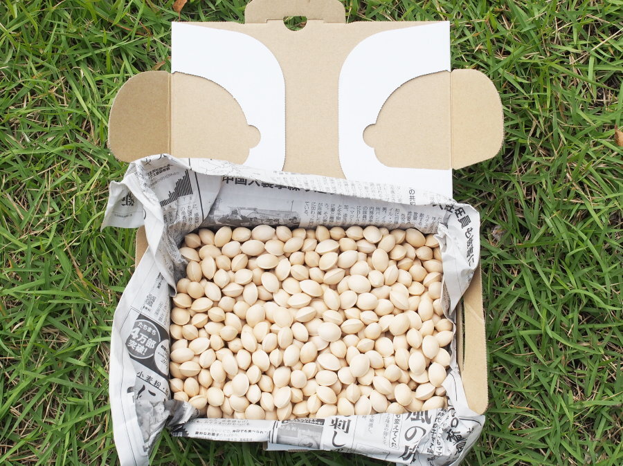 ぎんなん 銀杏 ギンナン 兵庫県佐用町産 完全無農薬 ゆうパケットプラスの箱に目一杯 およそ1.6kg 送料無料 拍卖