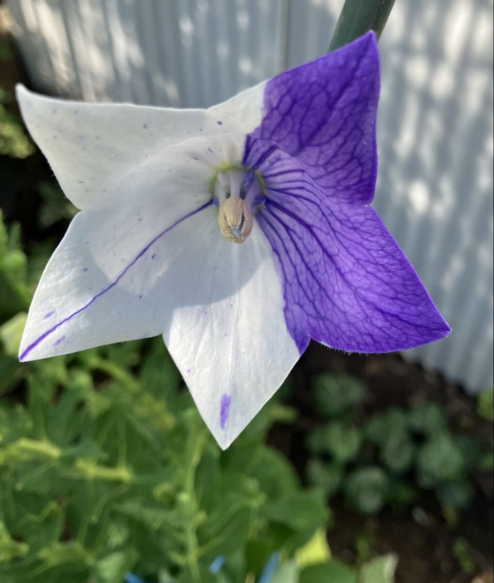 山野草 絞り咲きアポイキキョウ 20粒拍卖