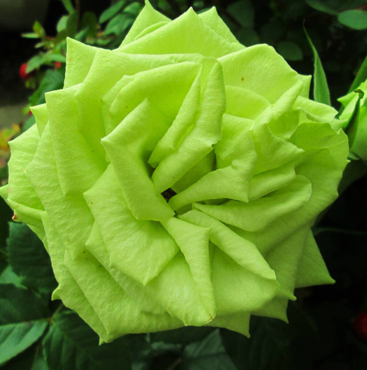 ●流通少・切り花品種・ミントティー・グリーン●挿し木苗●拍卖