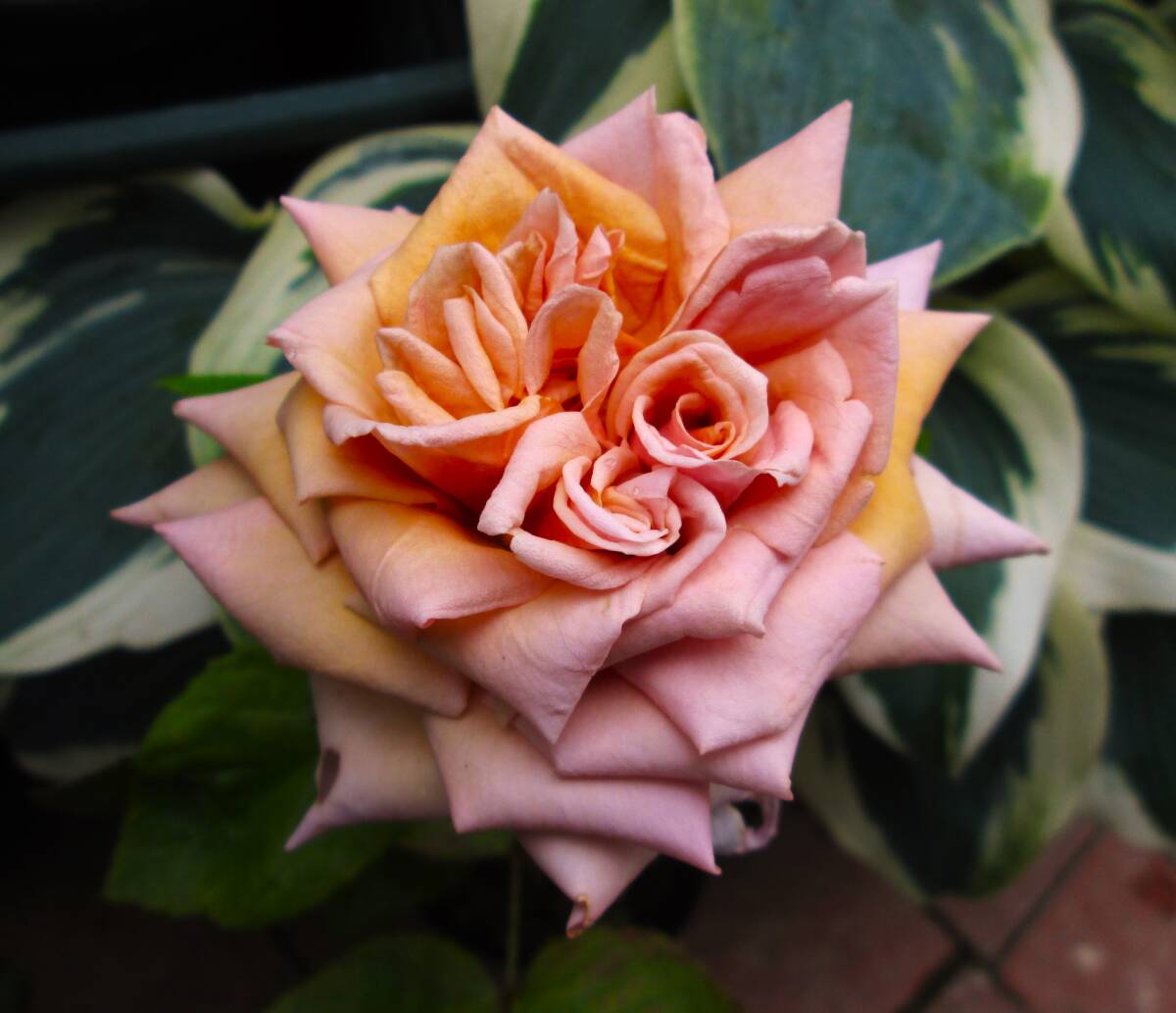 ●流通なし・変わり咲き・切り花品種・ゴースト●接ぎ木苗●拍卖