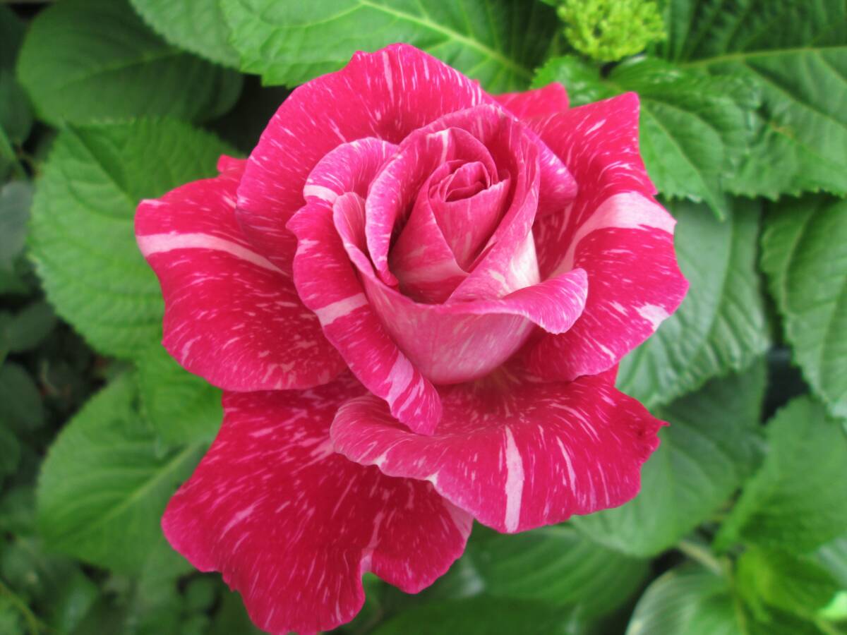 ●切り花品種・キセキ・奇蹟●2年生挿し木苗●拍卖