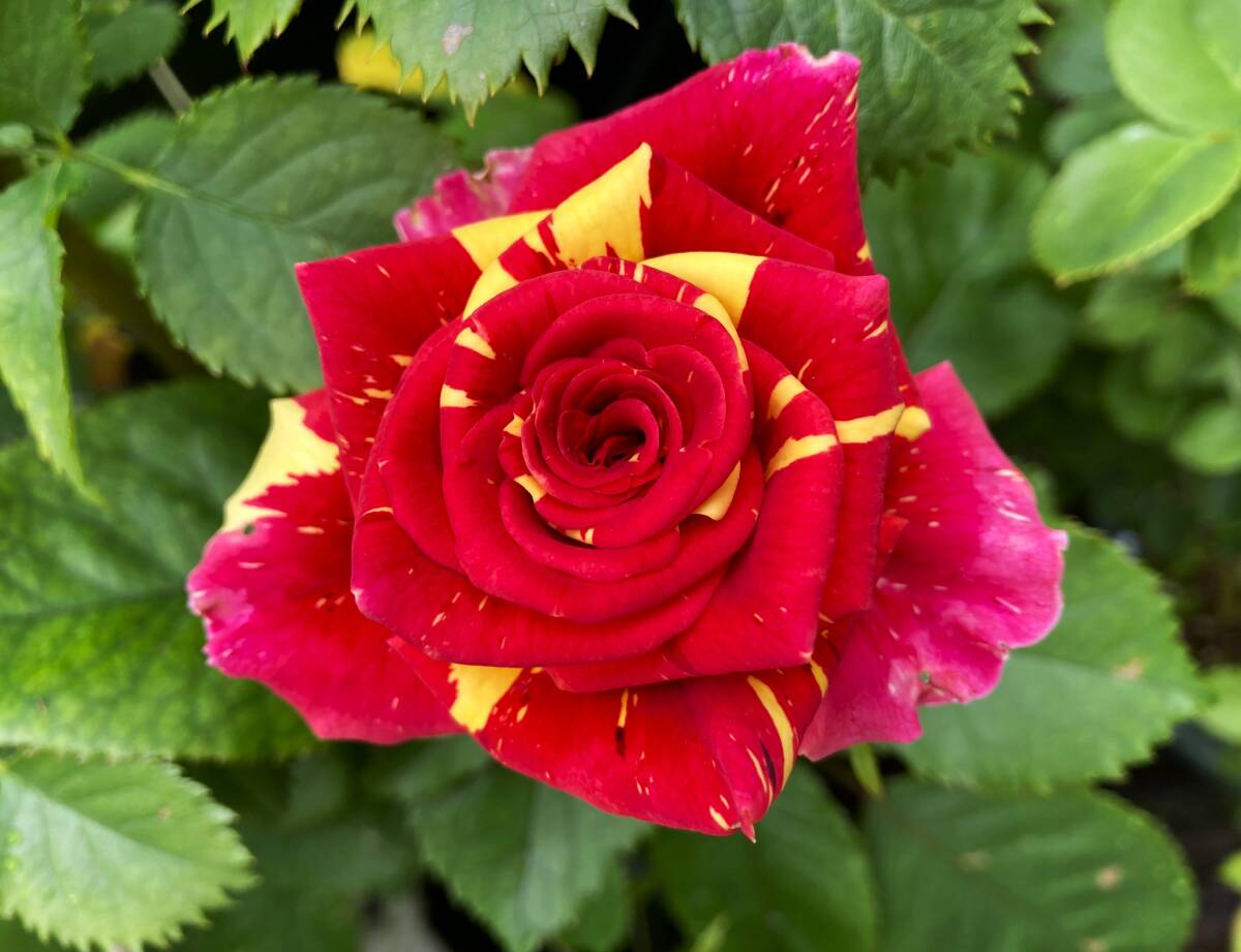 ●流通少・切り花品種・ウィザード●2年生挿し木苗●拍卖