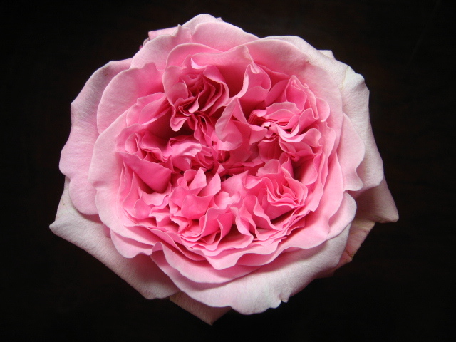 ●流通少・切り花品種・ミランダ●2年生挿し木苗●拍卖