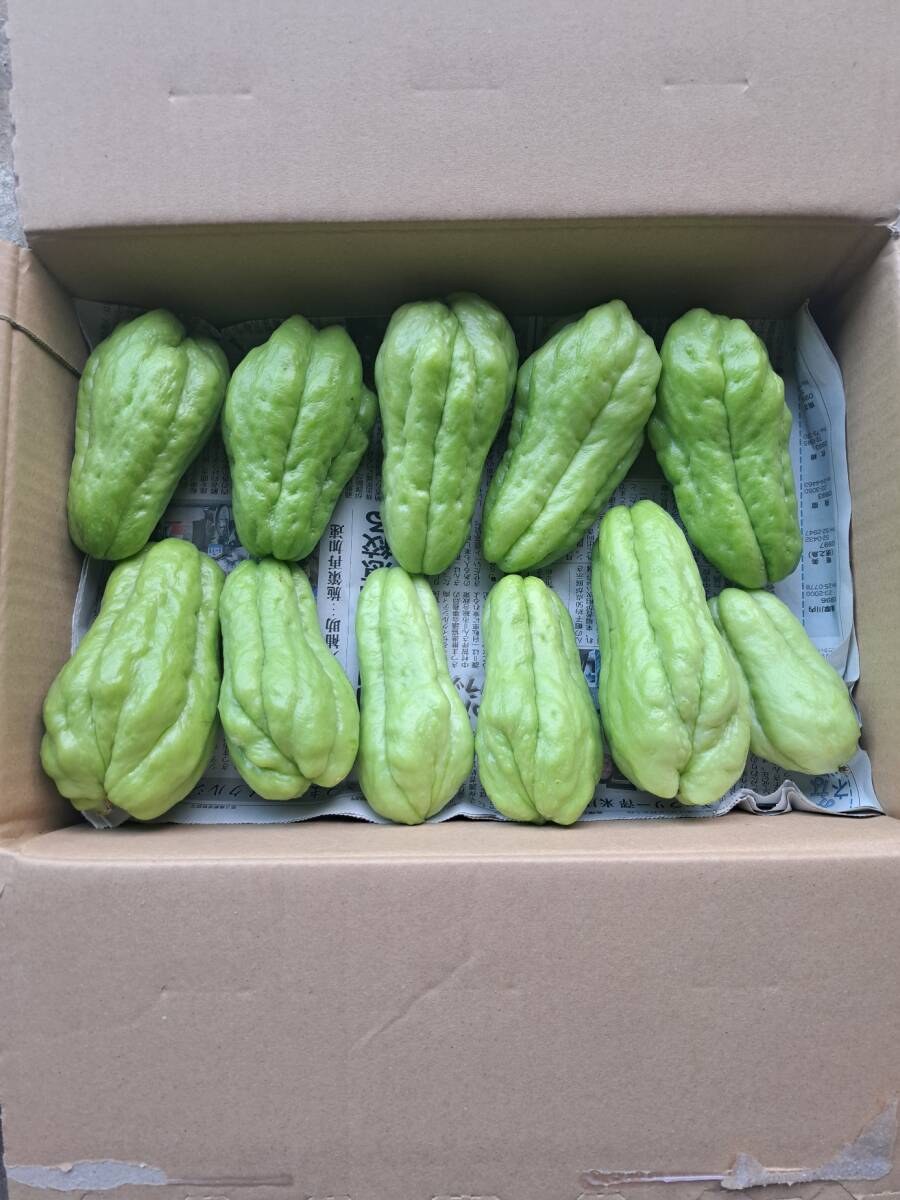 鹿児島県産 ハヤトウリ 約3キロ拍卖