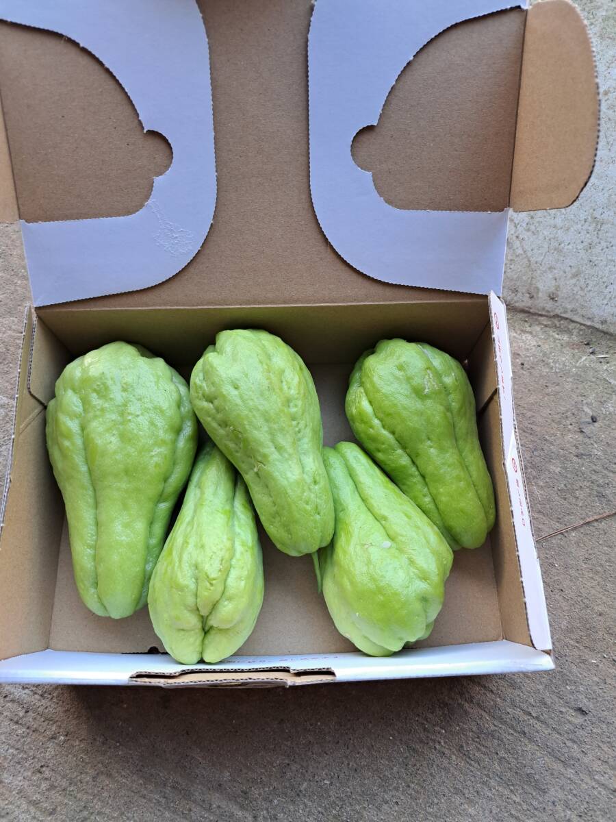 鹿児島産 ハヤトウリゆうパケット入るだけ拍卖