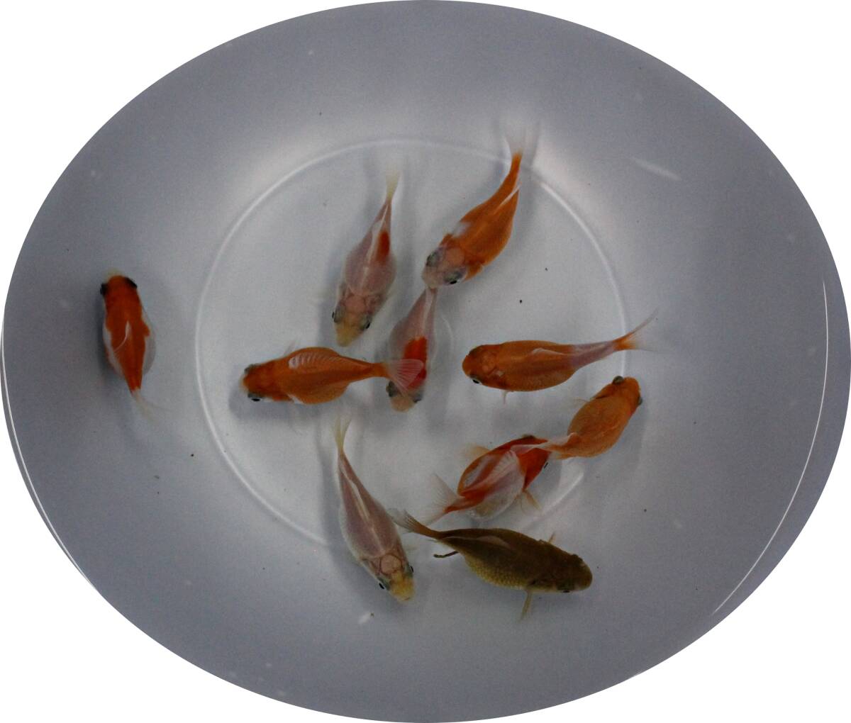 【KHF】 金魚 玉サバ 当歳魚 約4~5Cm10尾セット J24A拍卖