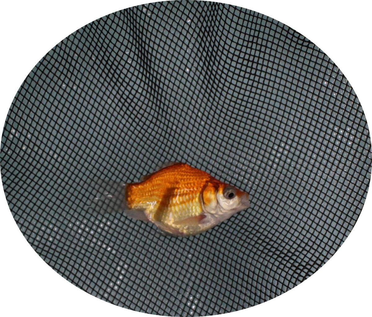【KHF】 金魚 玉サバ 二歳魚 約9Cm 青木養鯉場産(山古志)J18F拍卖