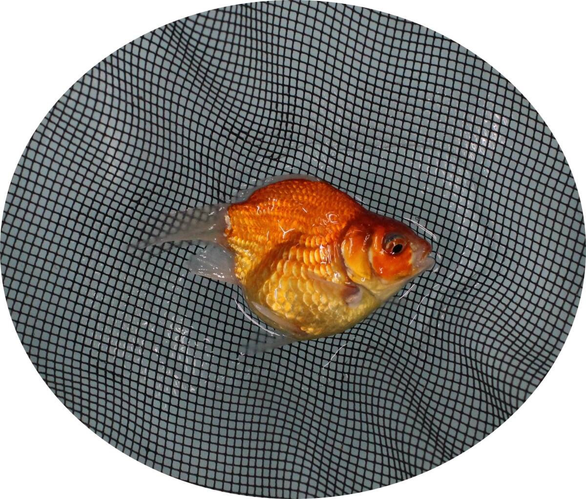 【KHF】 金魚 玉サバ 二歳魚 約11Cm 青木養鯉場産(山古志)J16C拍卖