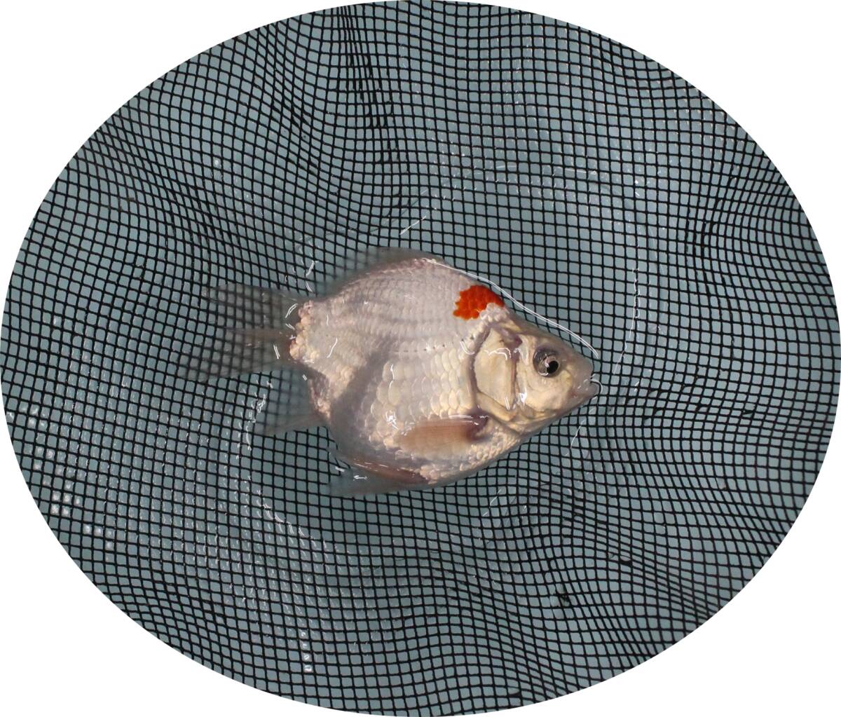 【KHF】 金魚 玉サバ 二歳魚 約11Cm 青木養鯉場産(山古志)J16D1拍卖
