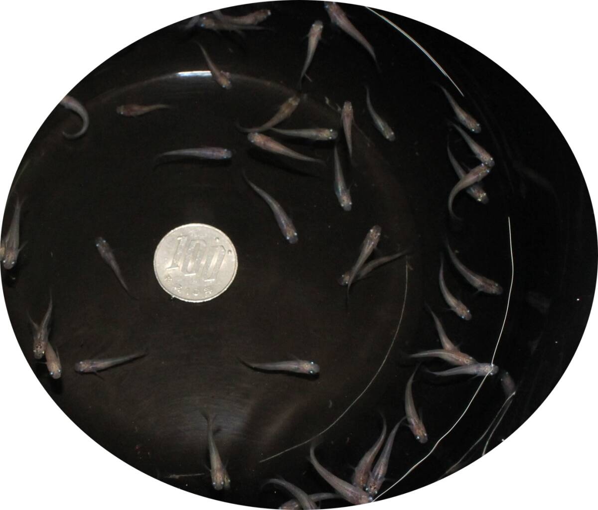 【KHF】 めだか たま錦、たま錦 改 稚魚 50尾セット ★即決★ J18B拍卖