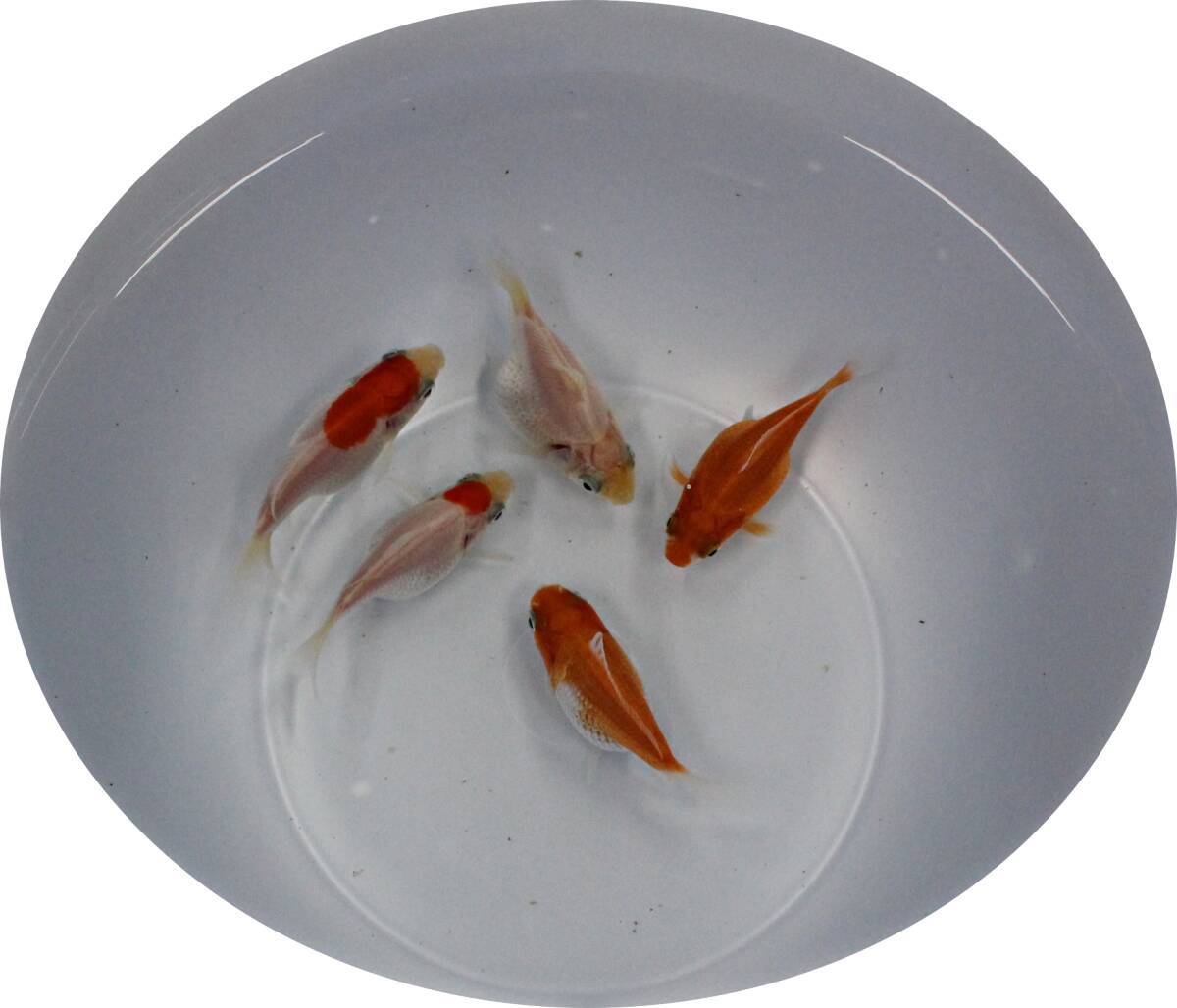 【KHF】 金魚 玉サバ 当歳魚 約5~6Cm 5尾セット J26A拍卖