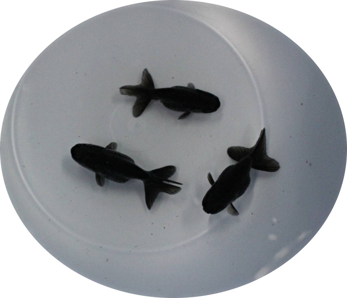【KHF】 金魚 黒らんちゅう 当歳魚( 種、鑑賞用) 約5Cm 3尾セット J26B拍卖