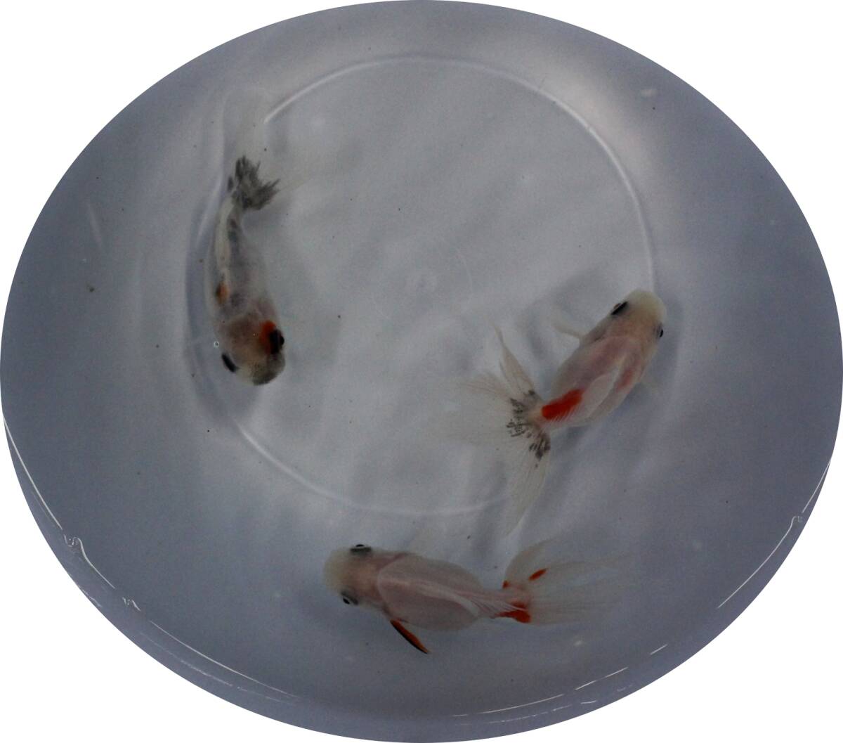【HFP】 金魚 東錦 二歳魚 約7Cm 3尾セット J24B拍卖