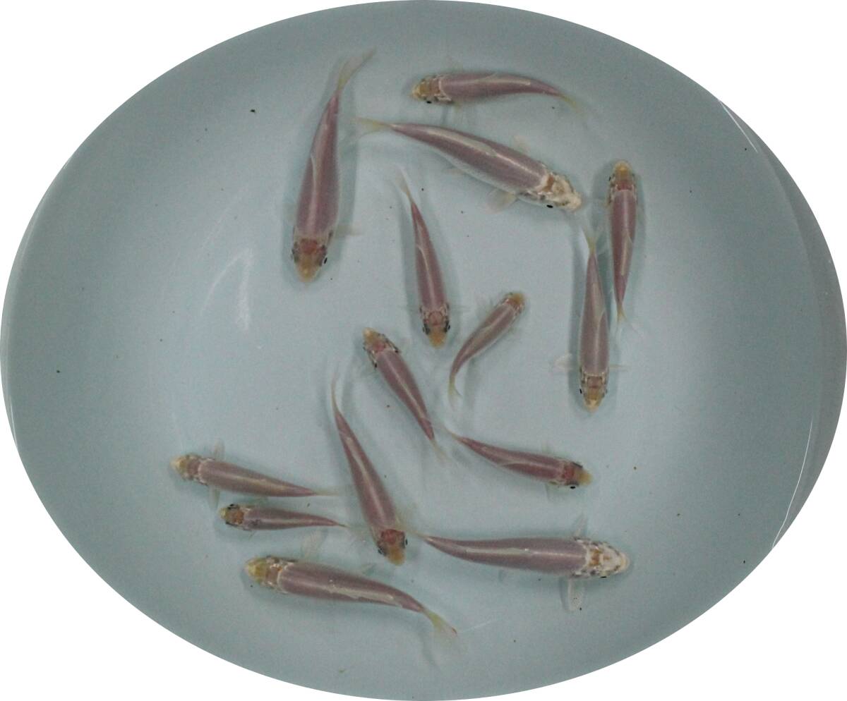 【KHF】 錦鯉 金昭和の仔 当歳魚 約7~12Cm 14尾セット J20A拍卖