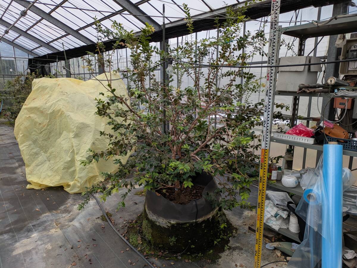 21ー1 大幅に値下げ ジャボチカバ苗木 5年生 高さ2メートルくらい拍卖