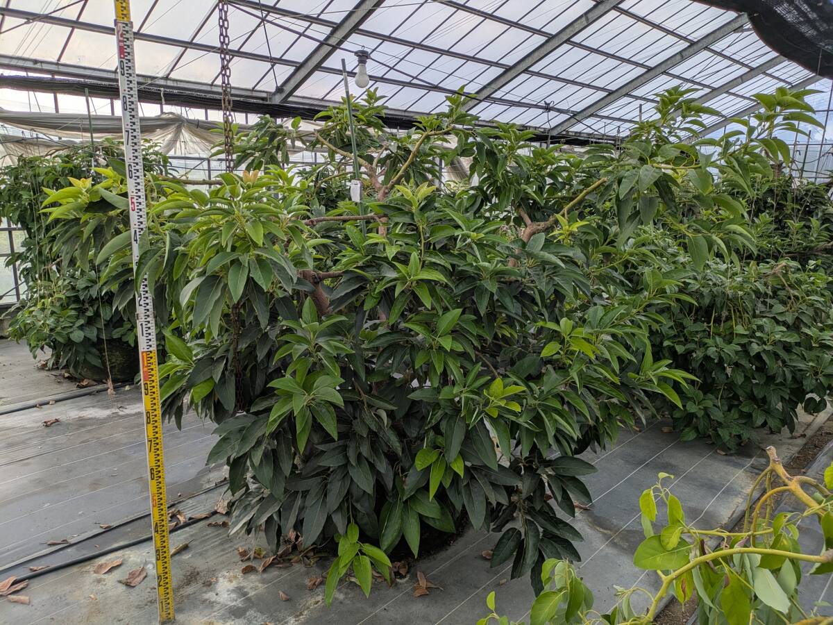 NO,65 値下げ 熱帯果樹 アボカド(ベーコン)の樹 5年生 高さ2メートルくらい拍卖