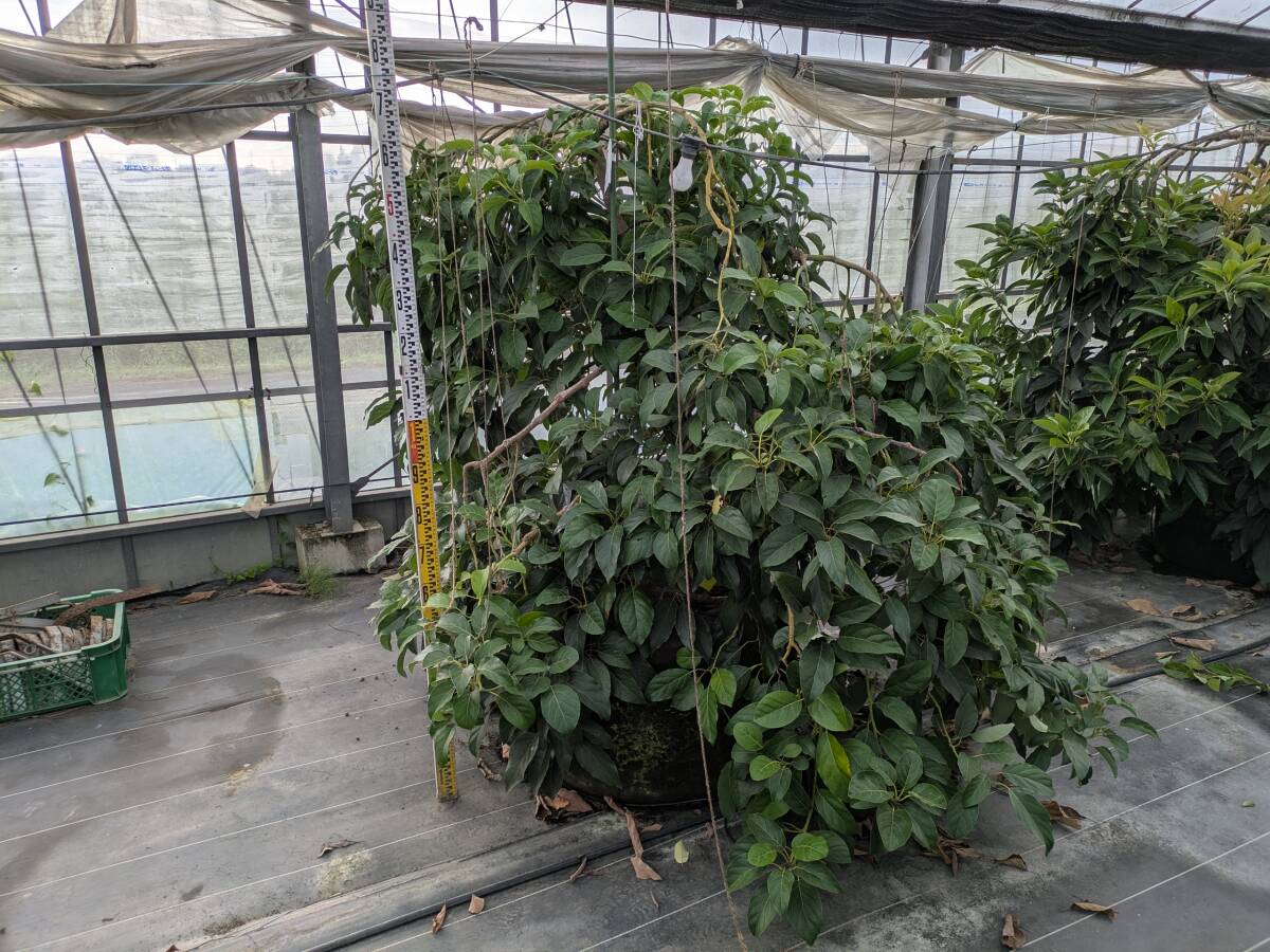 NO,64 熱帯果樹 アボカド(ピンカートン)の樹 5年生 高さ2メートルくらい拍卖