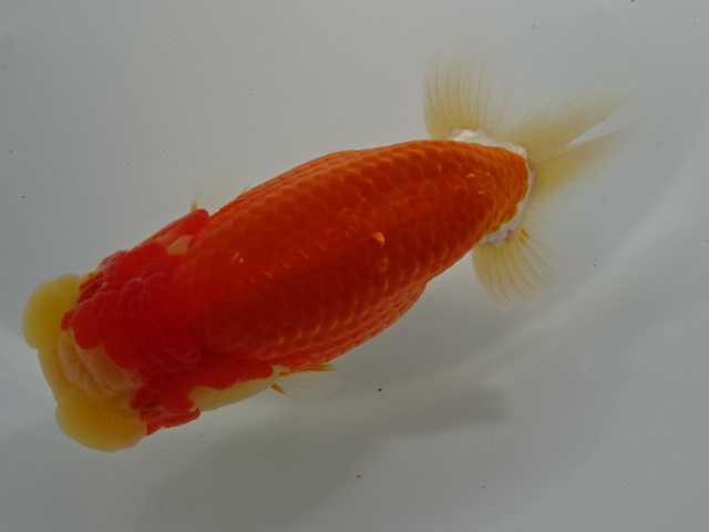 ◆大万らんちゅう◆太く大きい 当歳メス? 赤勝ち no.Z拍卖